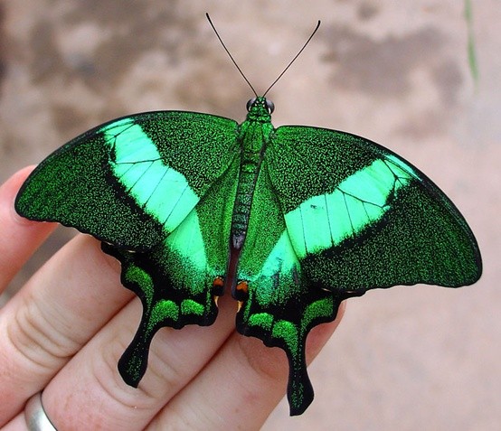 Photo:  Emerald moth.